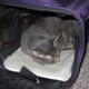 Image for article titled How to Fly Overseas With a Jerk Cat